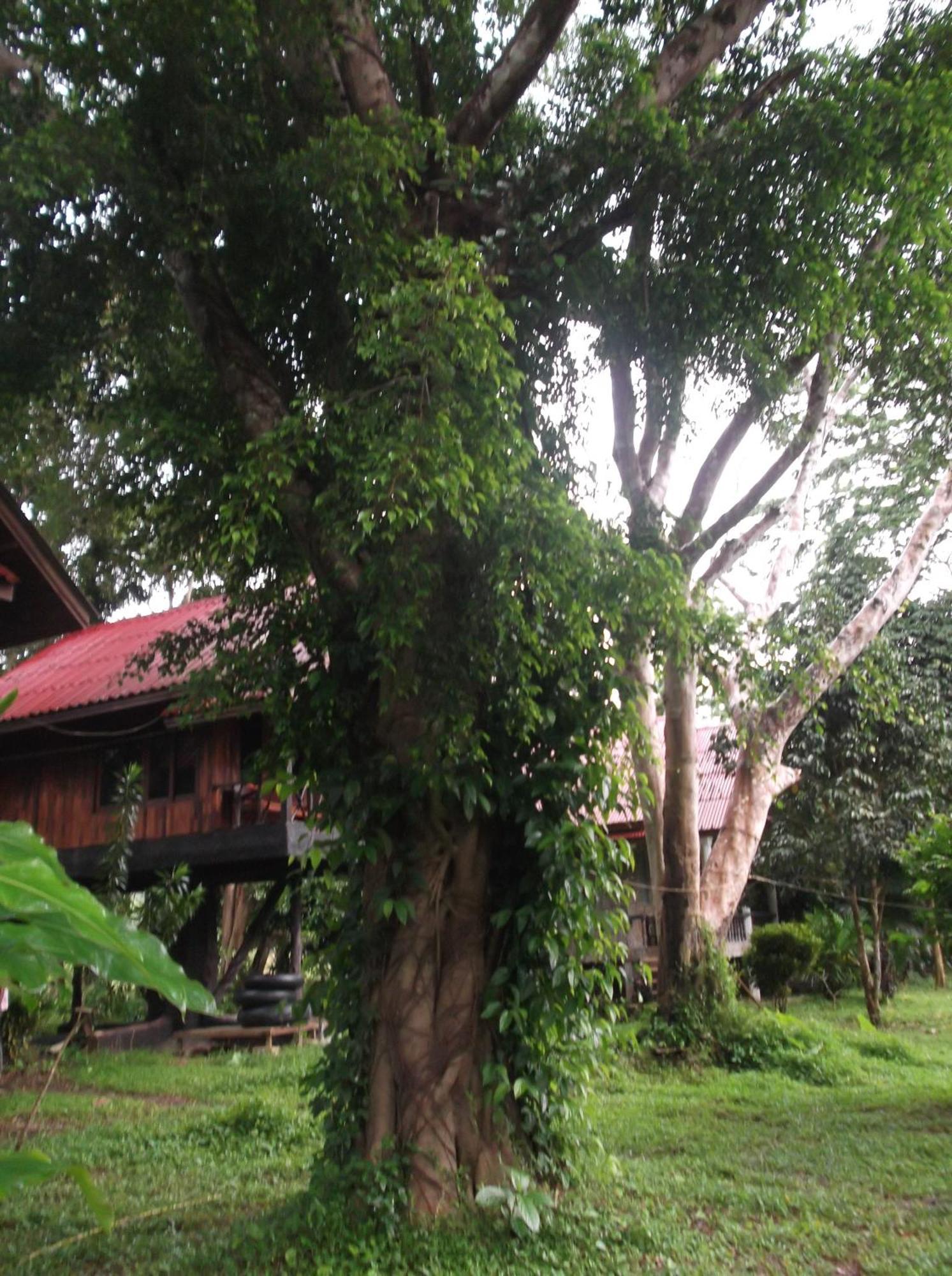 Bamboo House Hotel Khao Sok National Park Eksteriør billede